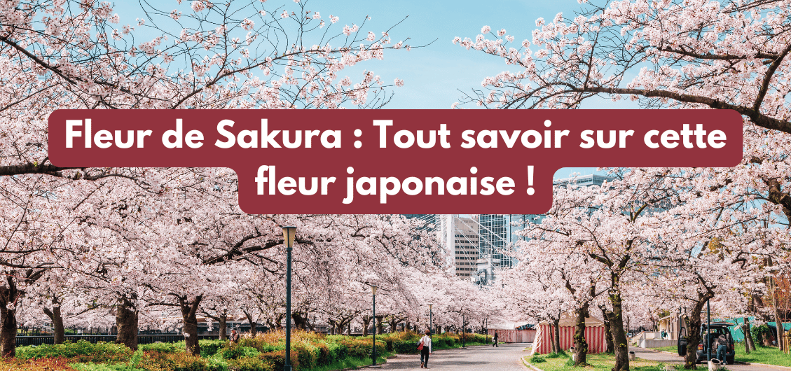 Fleur de Sakura : Tout savoir sur cette fleur japonaise ! – Ryojin