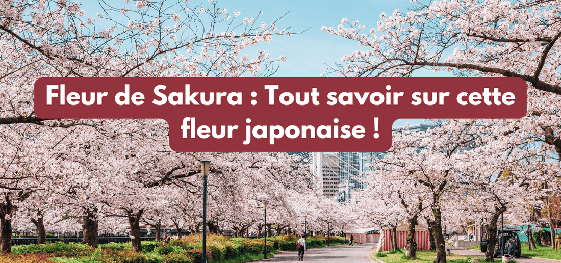 Fleur de Sakura : Tout savoir sur cette fleur japonaise !