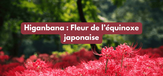 Higanbana : Fleur de l’équinoxe japonaise