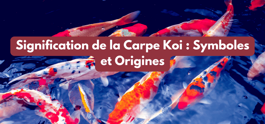 Signification de la Carpe Koi : Symboles et Origines